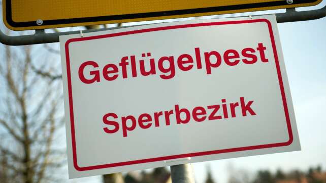 Fast 2.500 Gänse verenden an Vogelgrippe