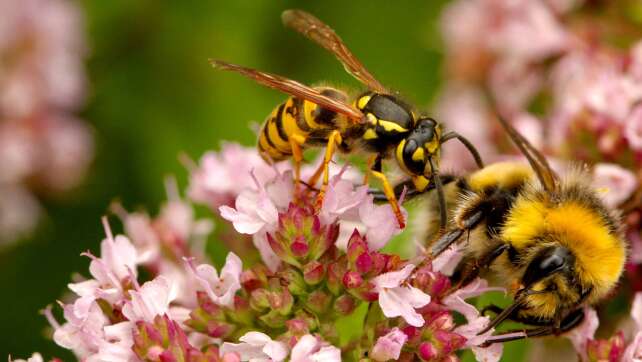 Wespen fernhalten: Warum fliegen sie ins Gesicht und was kann man tun?