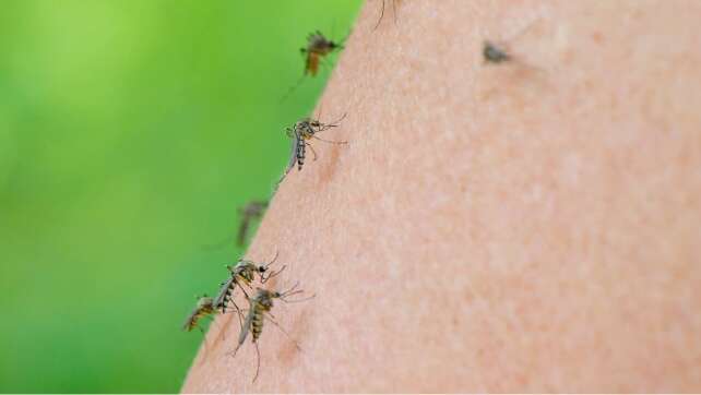 Mückenstiche: Einfache Hausmittel helfen sofort