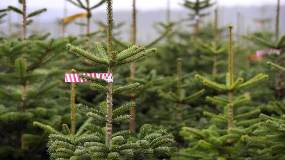 Christbaumkauf in Bayern: Aktuelle Preise und Expertentipps für einen langlebigen Weihnachtsbaum