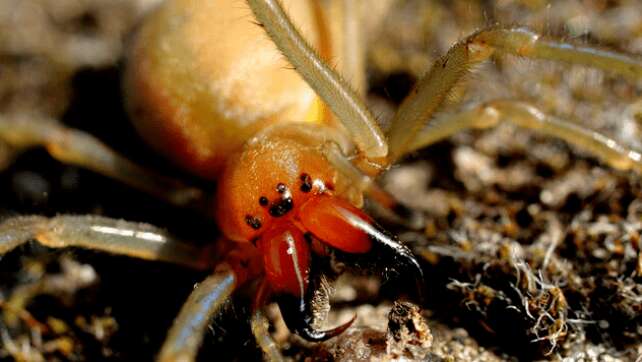 Ammen-Dornfinger Giftspinne in Deutschland: So gefährlich ist sie