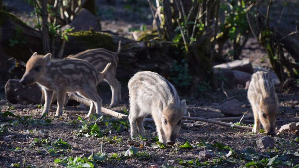 Wildschwein Ferkel