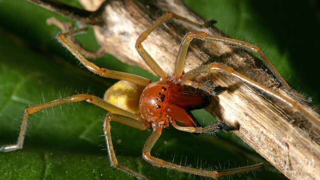 Ammen-Dornfingerspinne breitet sich aus: So gefährlich ist die Giftspinne