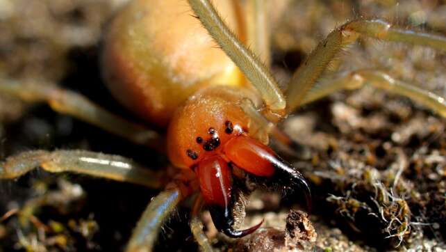 Ammen-Dornfinger Giftspinne in Deutschland: So gefährlich ist sie