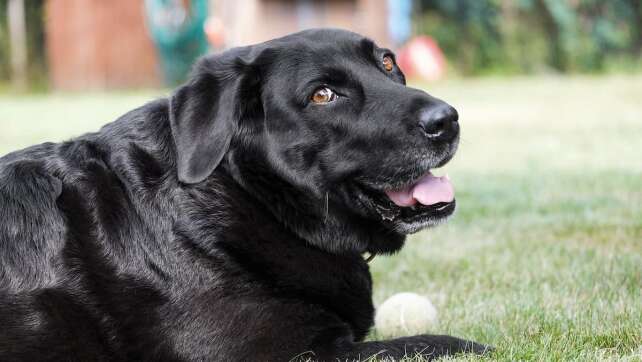 Kuh, Hund oder Huhn? Diese Tiere in Bayern können lachen