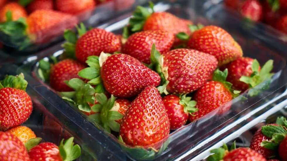 Erdbeeren unter zwei Euro: Warum die Preise aktuell so niedrig sind