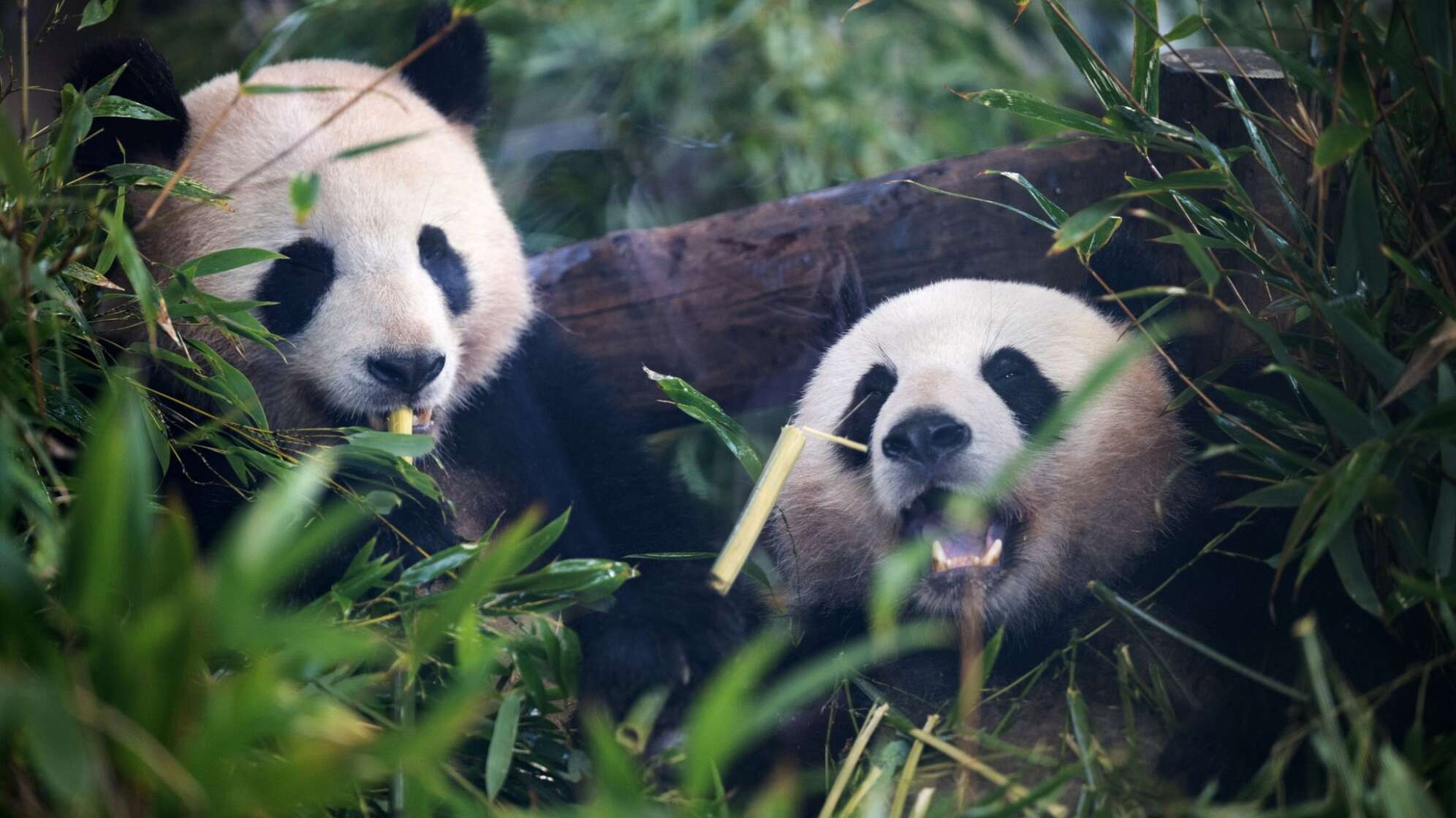 Pandas