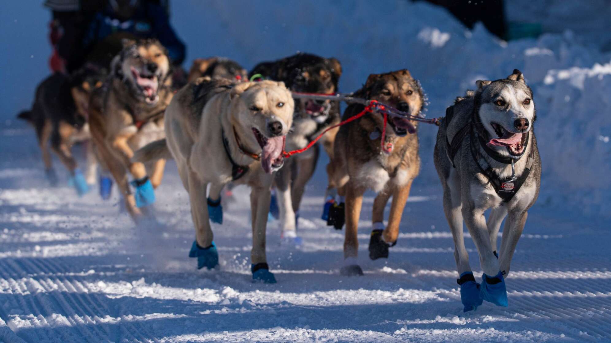 Iditarod-Hundeschlittenrennen