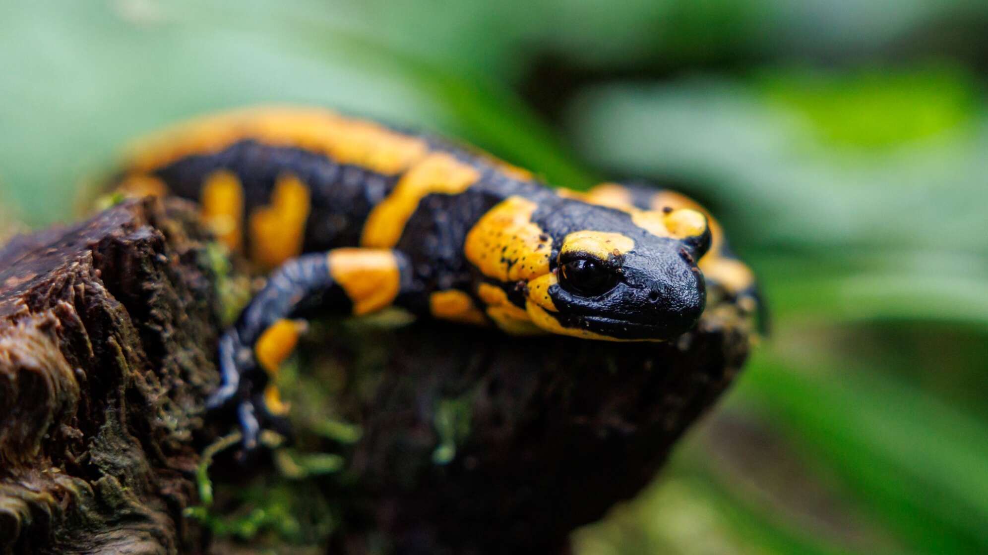 Feuersalamander