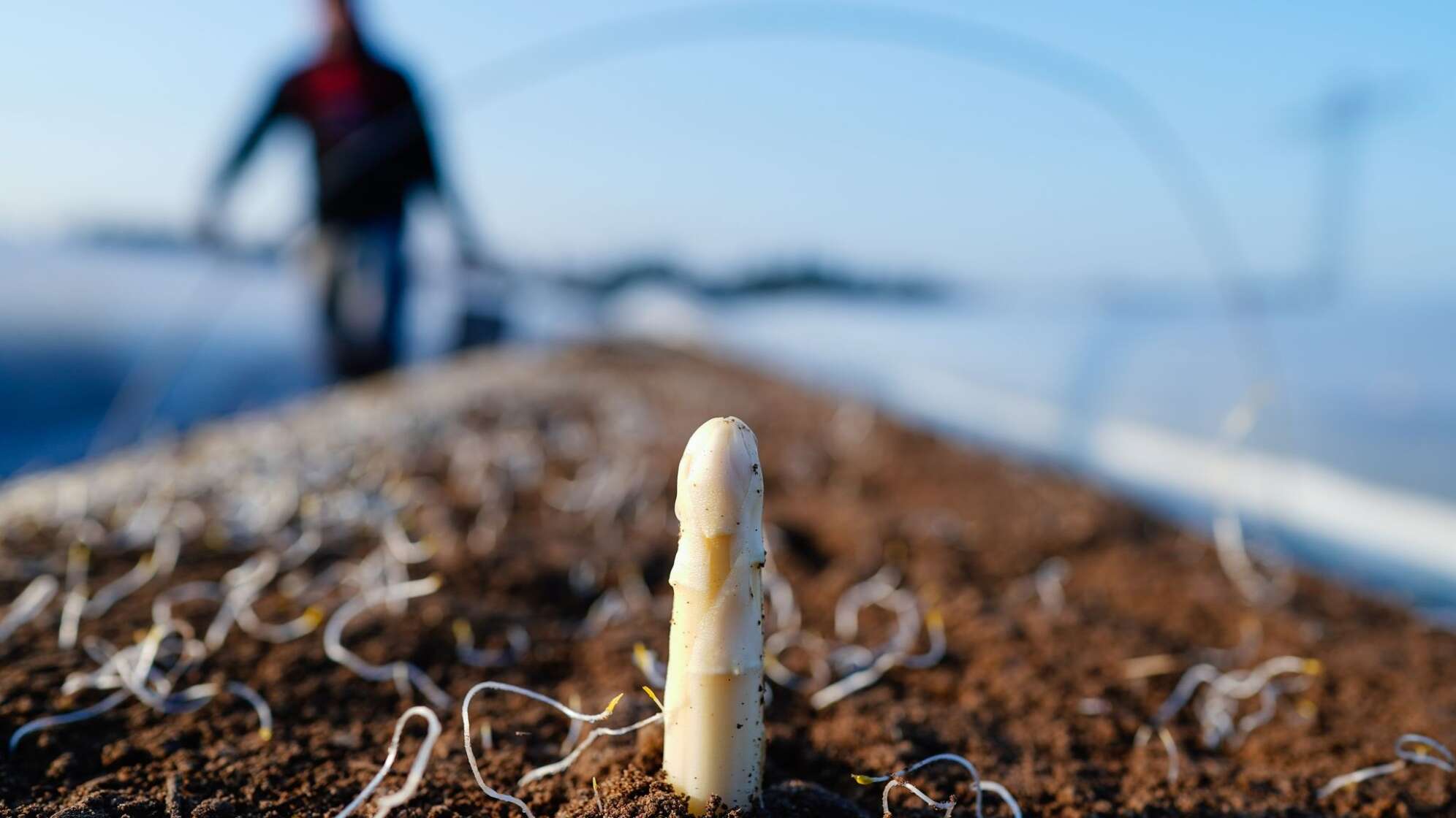 Spargelsaison beginnt