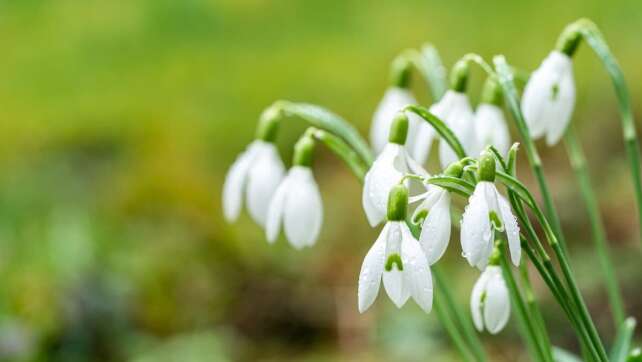 Vorsicht beim Frühlingsgruß: Schneeglöckchen pflücken kann teuer werden!