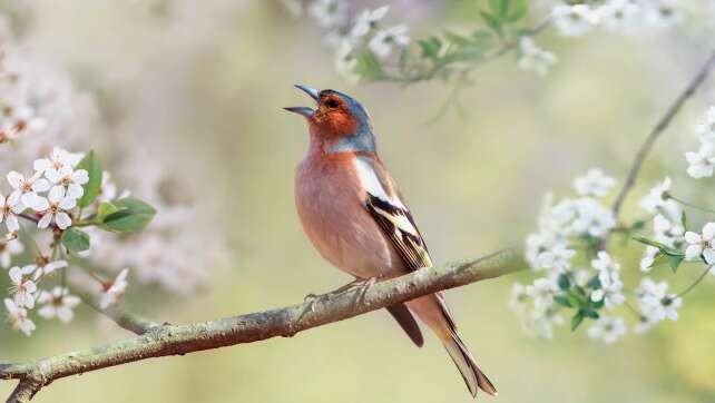 Die Vogeluhr: Welcher Vogel singt wann?