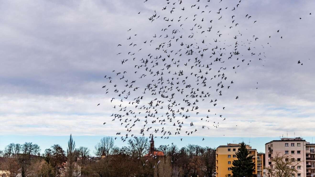 Taubenschwarm über Guben