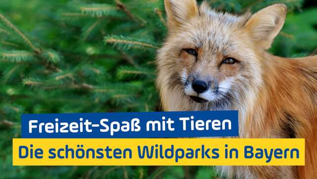 Freizeit-Spaß mit Tieren: Die schönsten Wildparks in Bayern