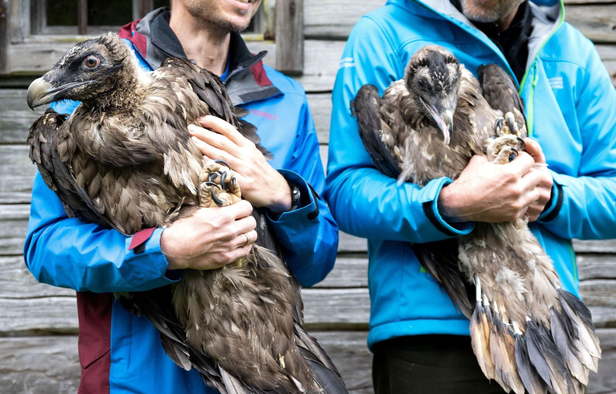 Rare Bearded Vultures born in European zoos to be released into the wild