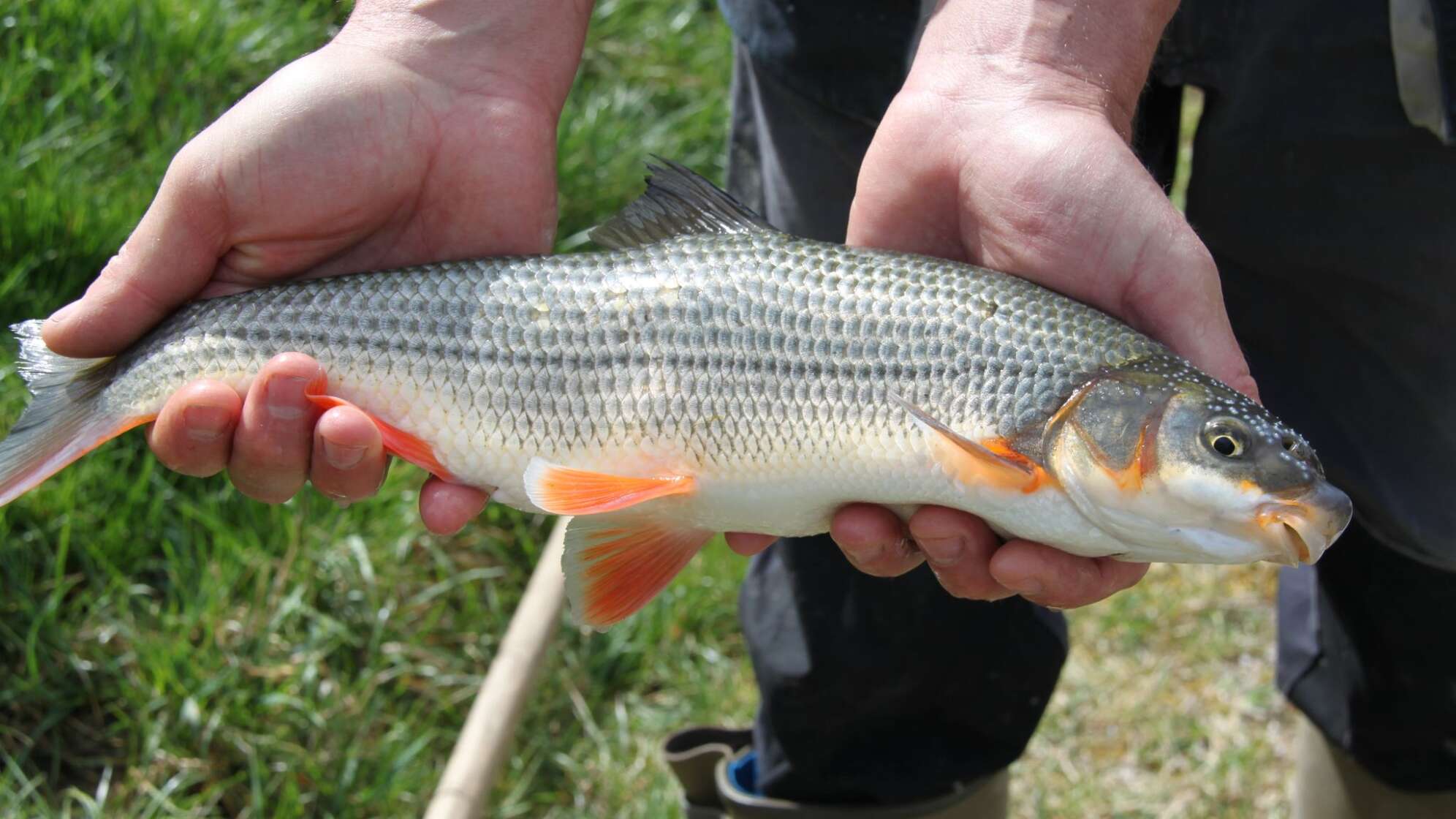 Fischart Nasen ist bedroht