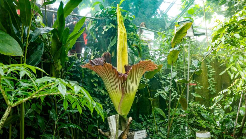 Titanwurz-Blüte hat begonnen: Größte Blume der Welt