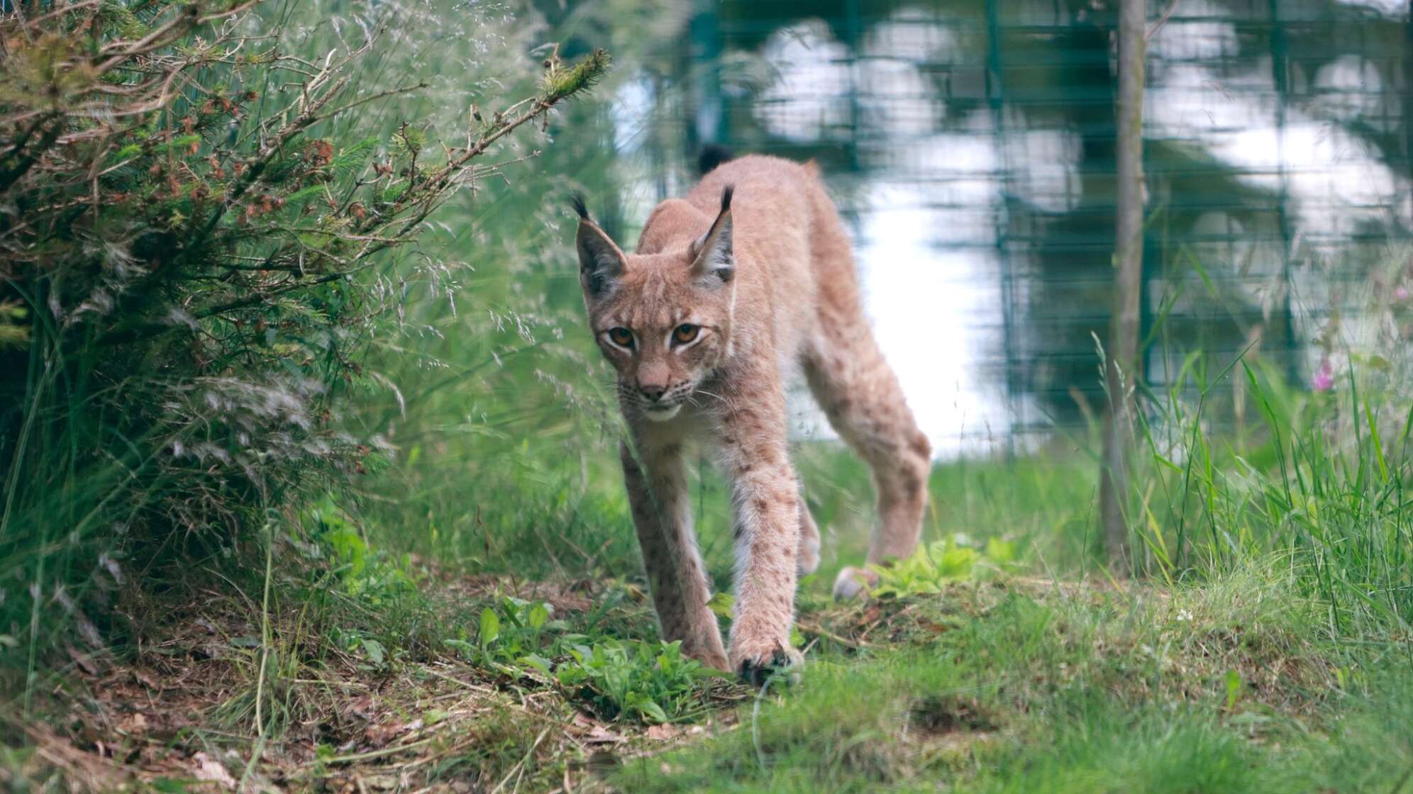 Luchs aus Nürnberg ist im Luchsgehege ankommen