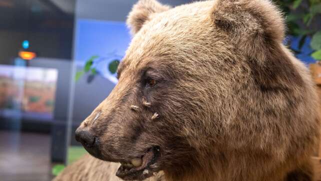 Alpennahe Landkreise wollen auffällige Braunbären töten