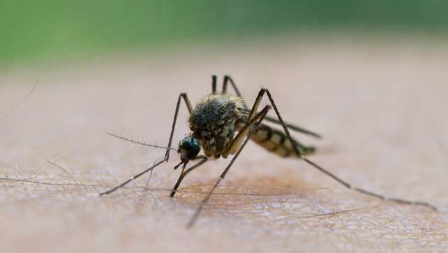 Mückenschutz teilweise ausverkauft