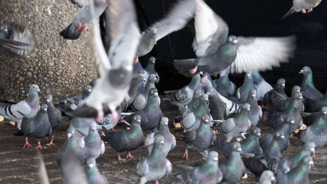 Tierschützer sehen Gnadenhof-Lösung für Tauben kritisch