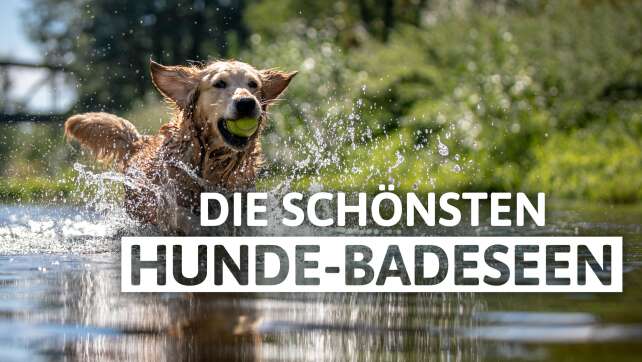Wasserspaß für Hunde: Die schönsten Hunde-Badeseen in Bayern