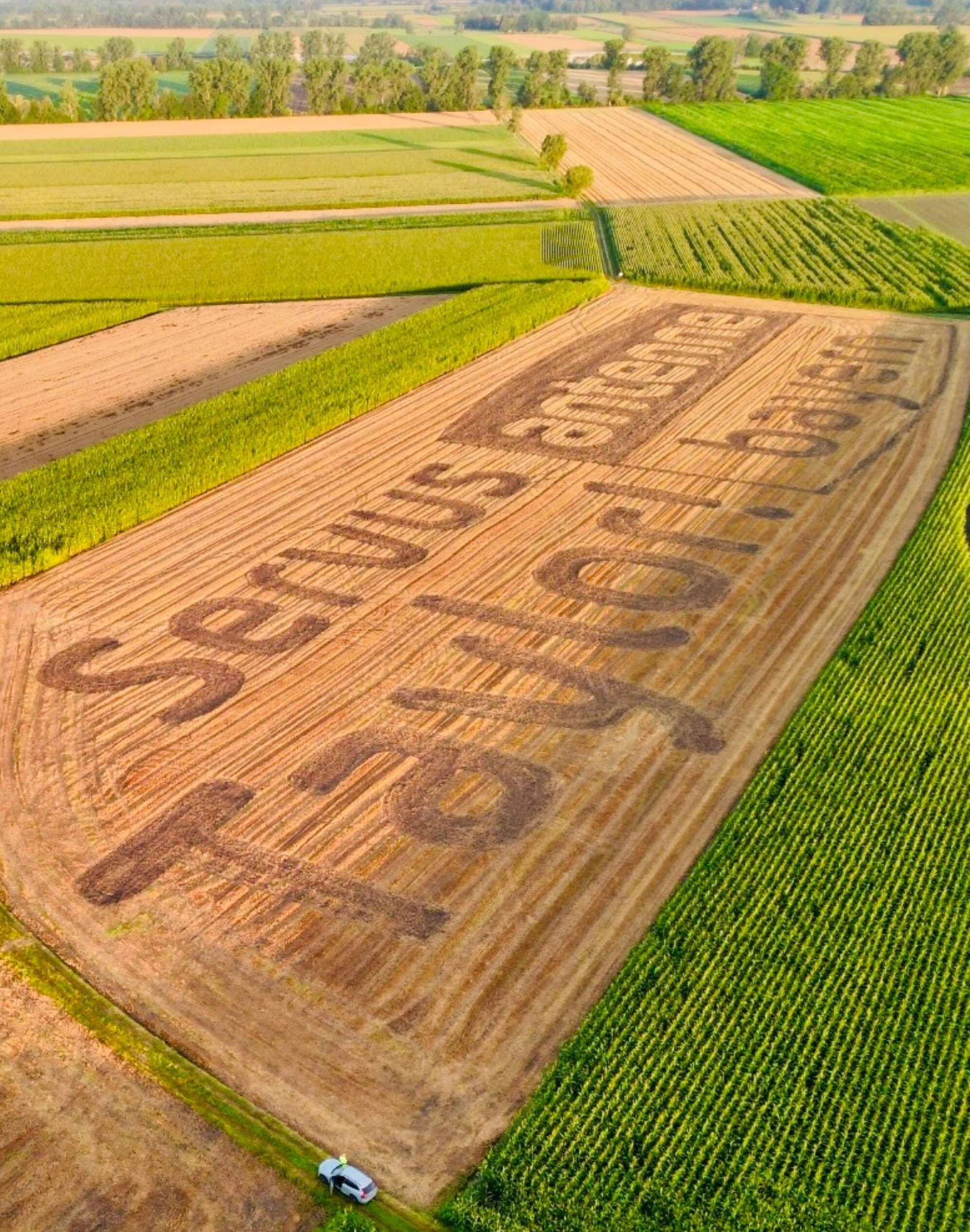 Servus Taylor Swift im Feld