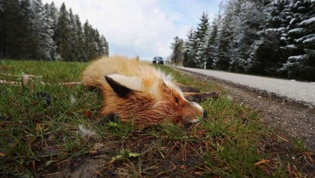 Fuchs stirbt durch verbotene Falle