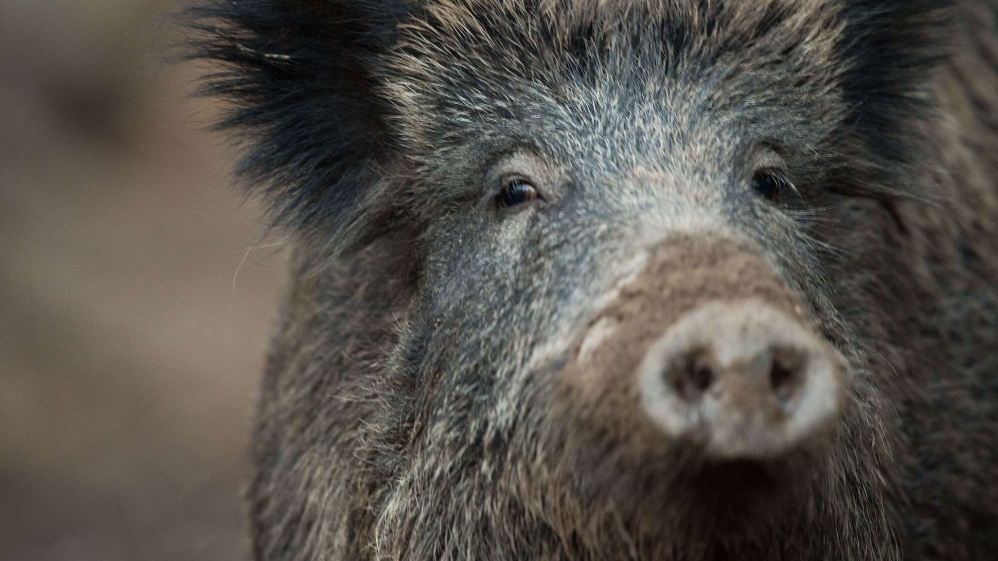 Wildschwein