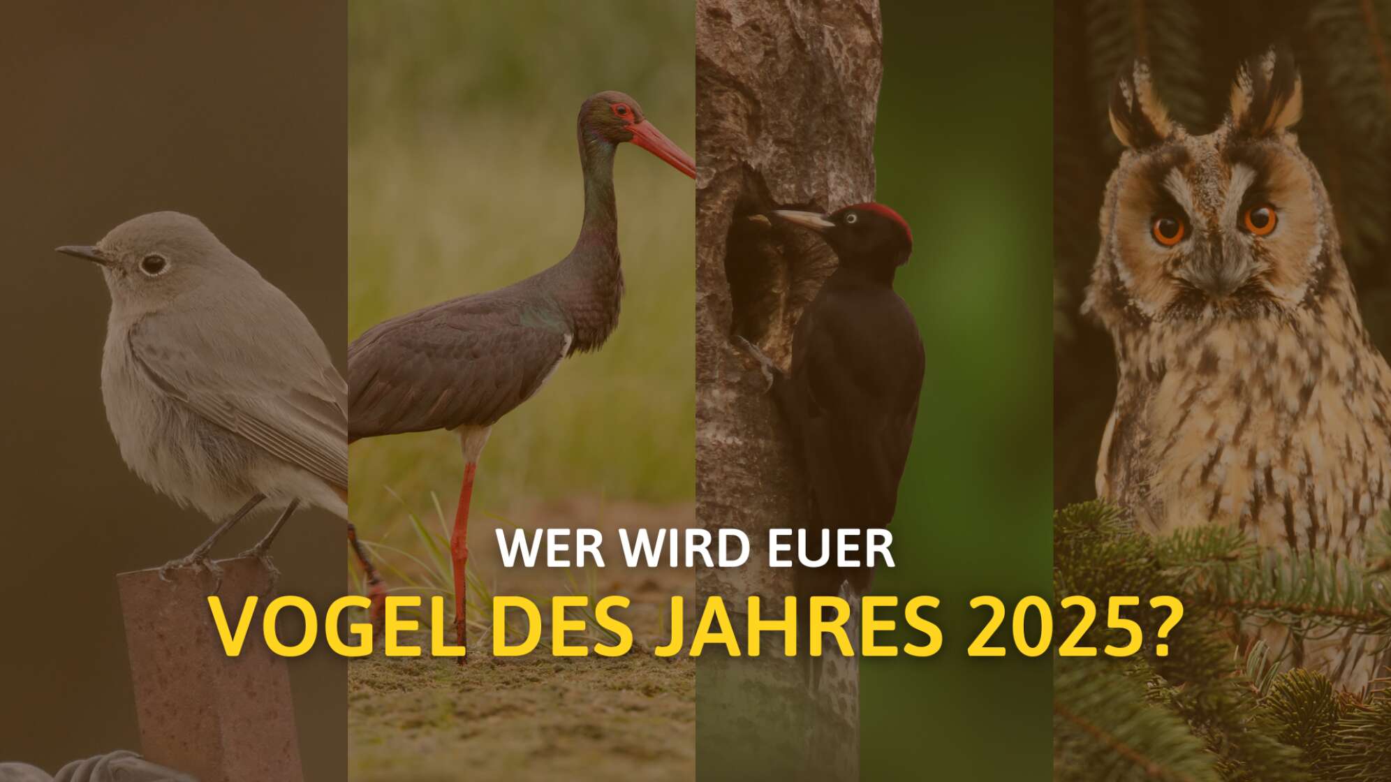 Vogel des Jahres 2025