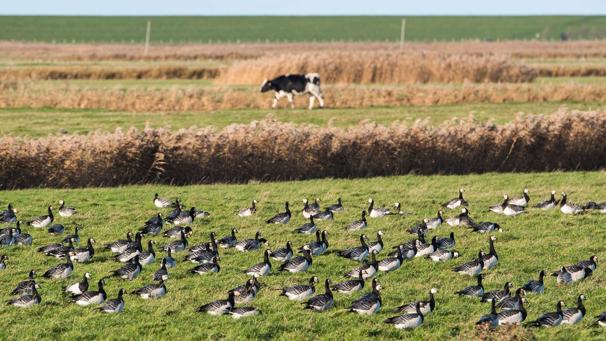 Vogelgrippe - Symbolbild