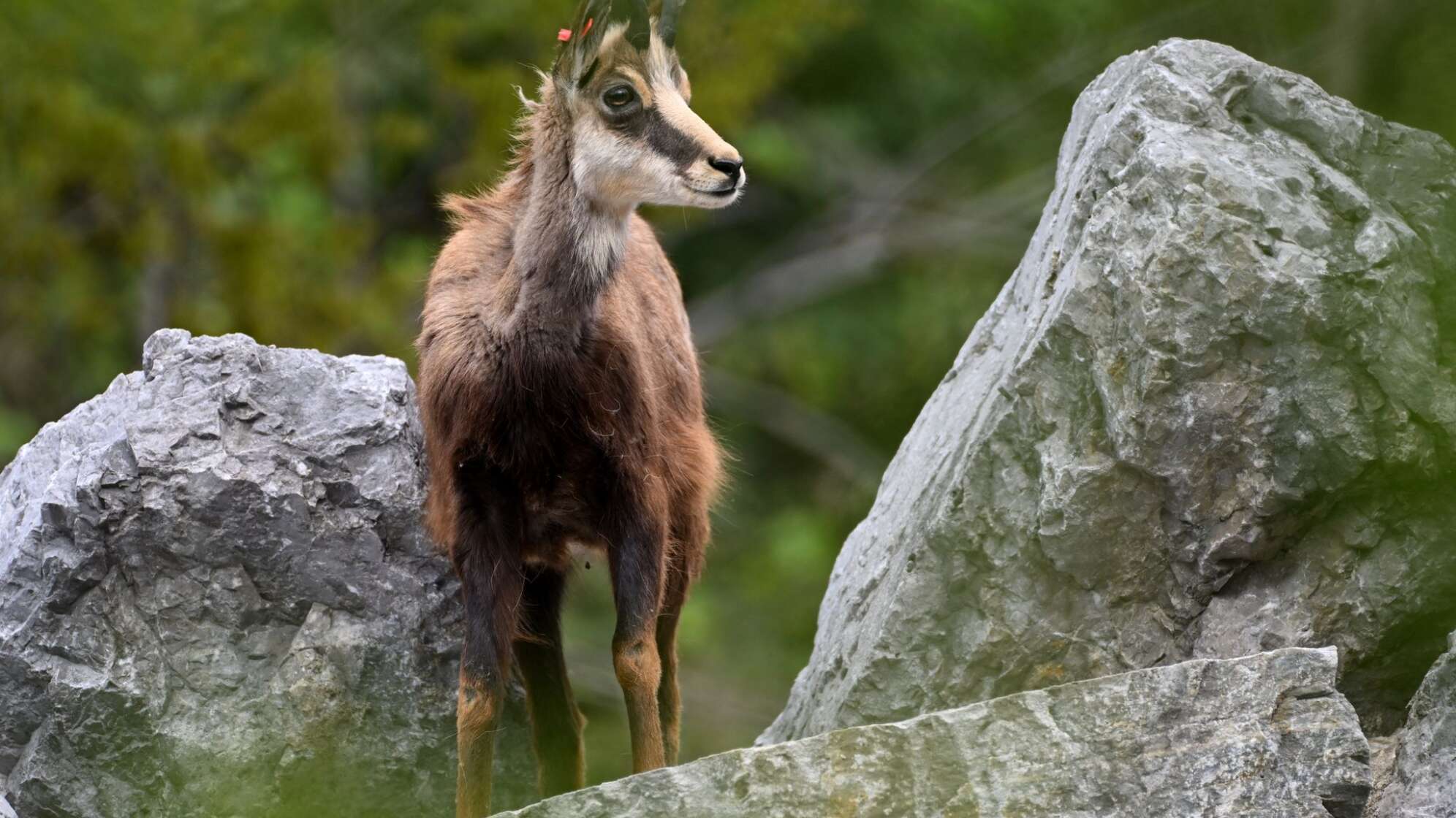 Alpentiere - Gämse