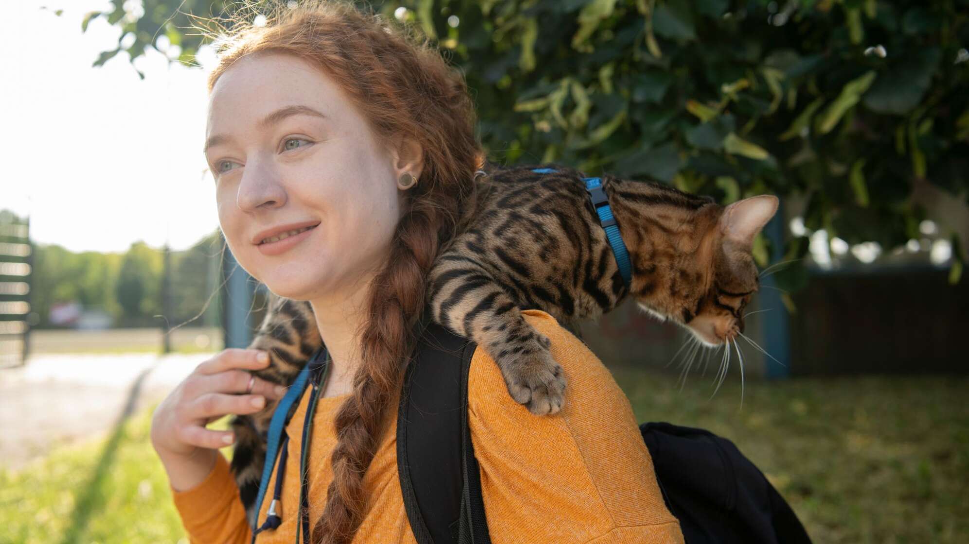 Bengalkatze Baios draußen an der Leine