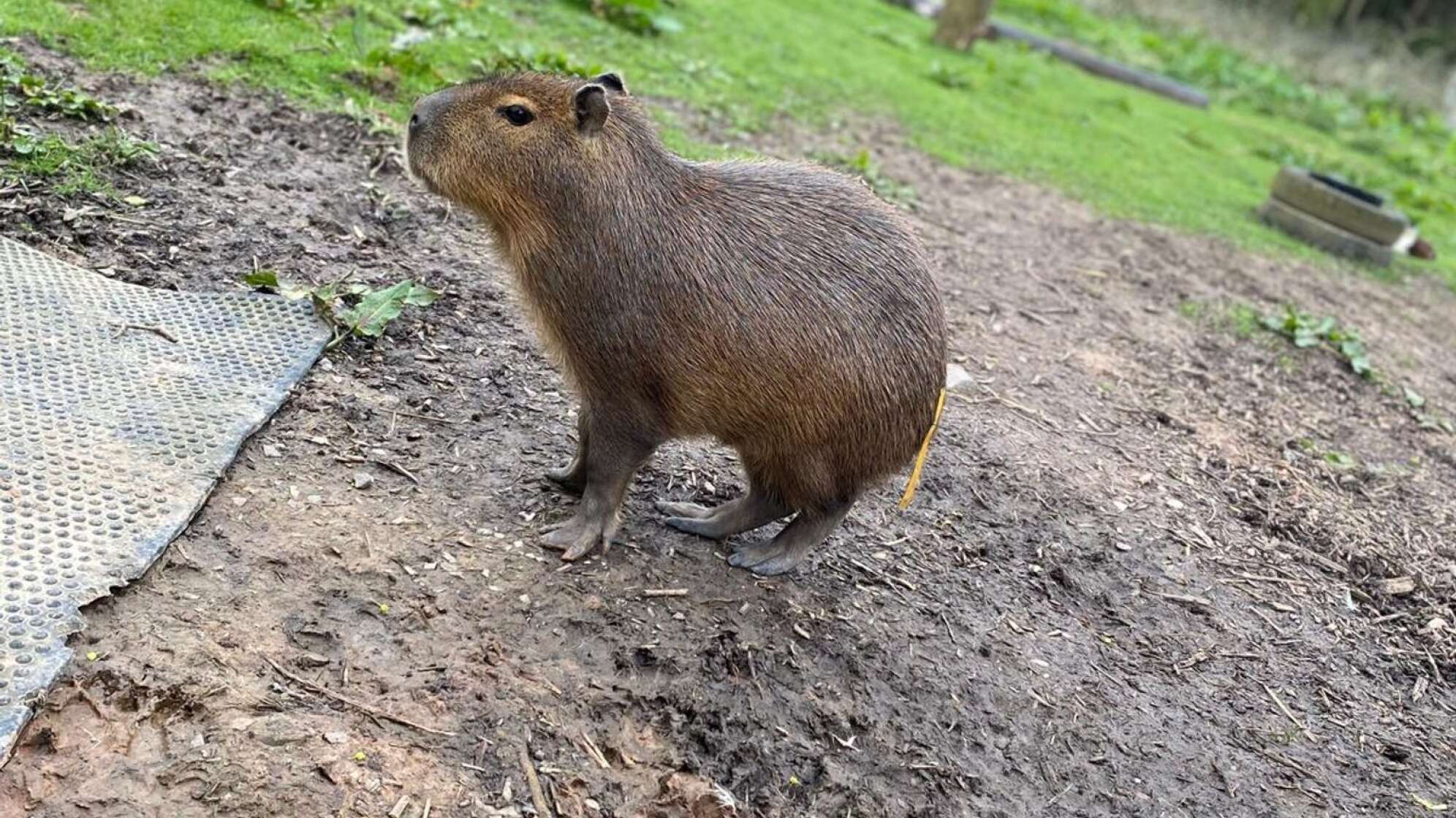 Entlaufenes Capybara namens Cinnamon