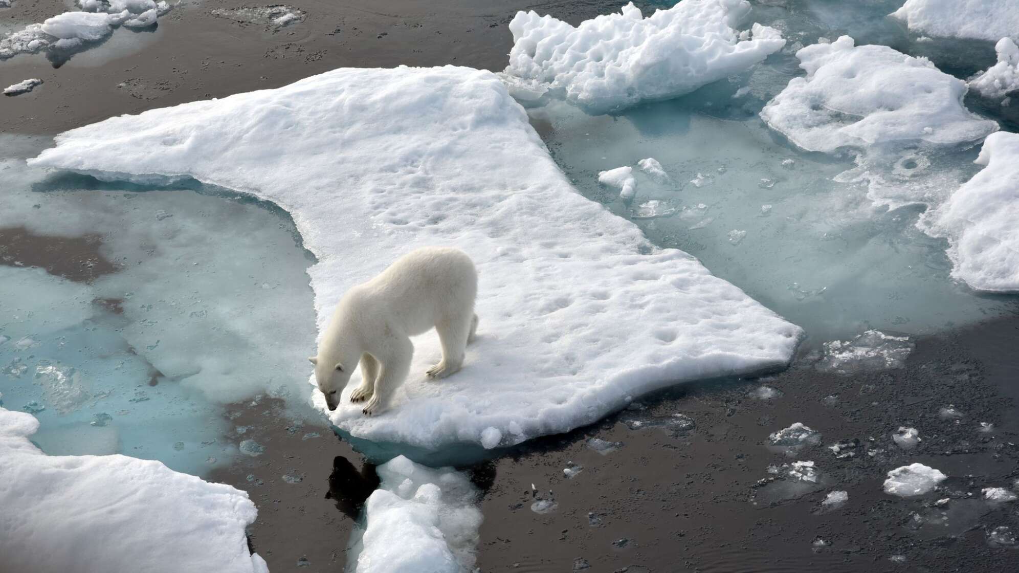 Eisbär auf einer Scholle