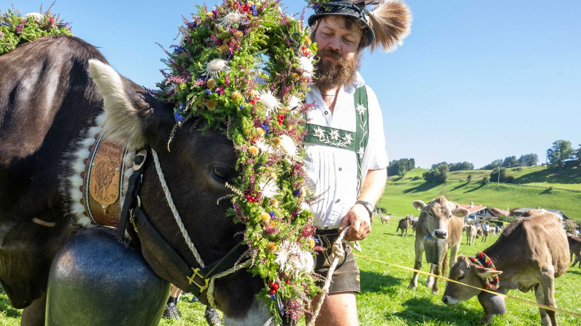 Viehscheid im Allgäu