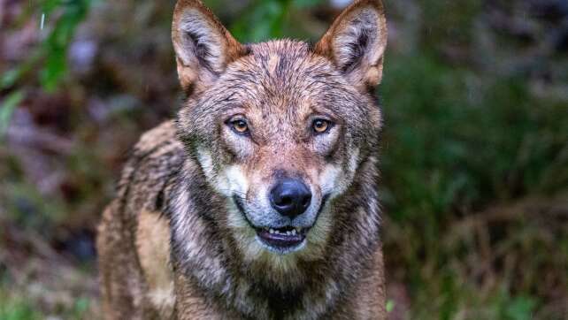 Kursänderung beim Wolf - EU-Staaten wollen Schutz absenken