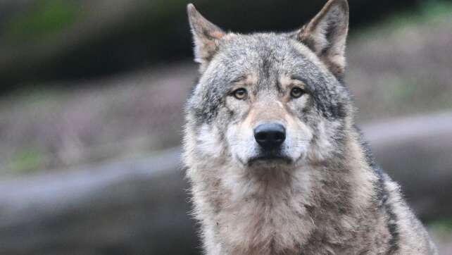 Verband: Wolfsabschüsse in Bayern auf Jahre nicht möglich