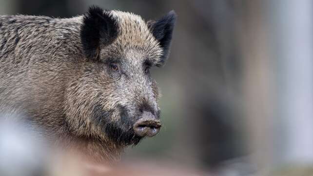 Vorfall in Niederbayern: Wildschwein attackiert Pilzsammler im Frauenforst