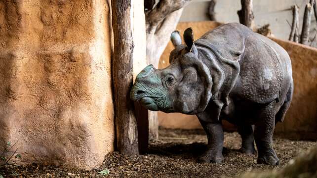 Neuzugang im Nürnberger Tiergarten: Nashornbulle Gainda soll mit Sophie für Nachwuchs sorgen