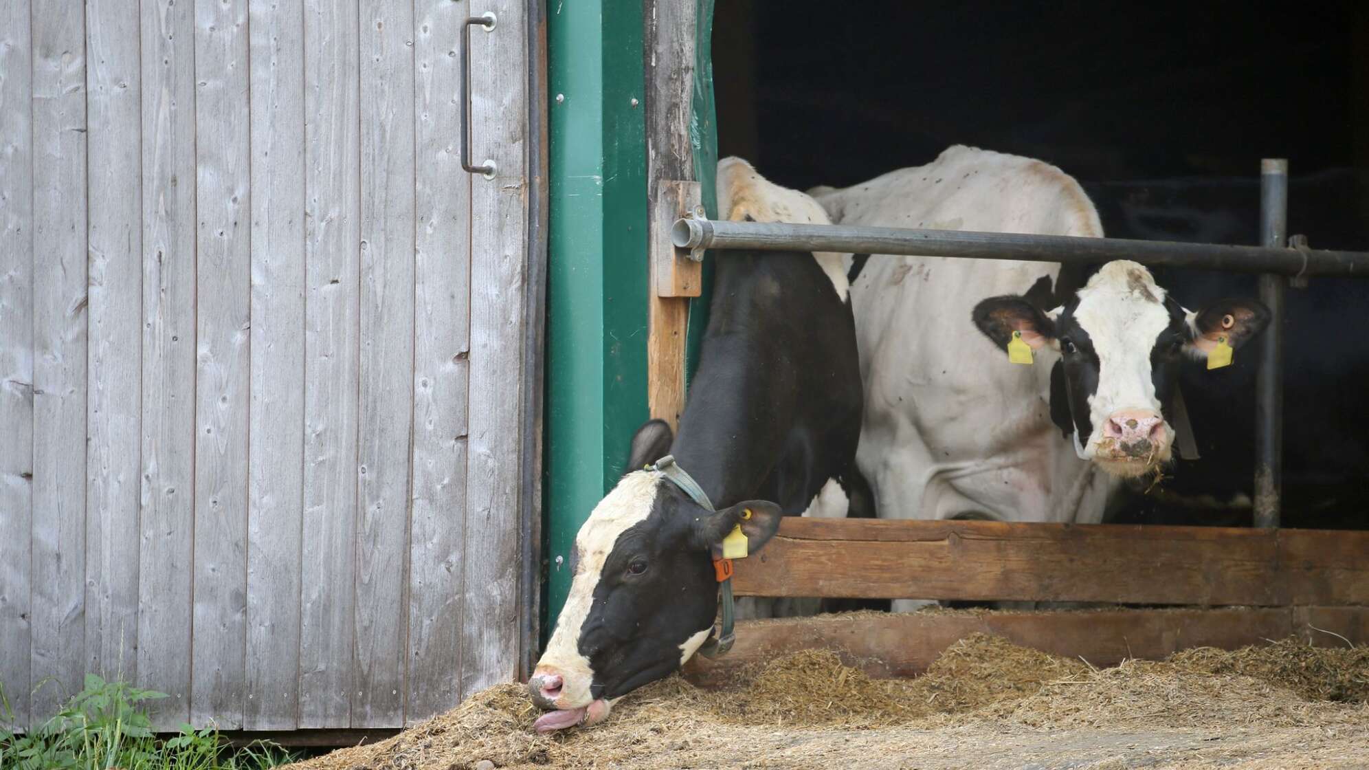 Grüne fordern mehr Tierschutz