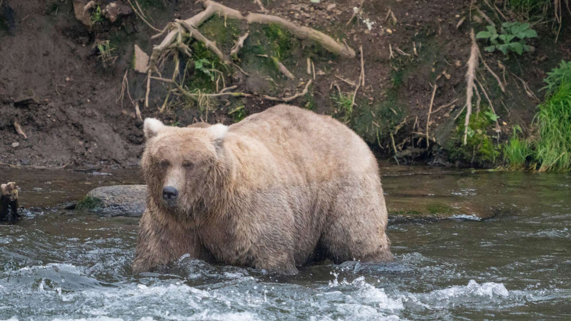 «Fat Bear»-Wahl