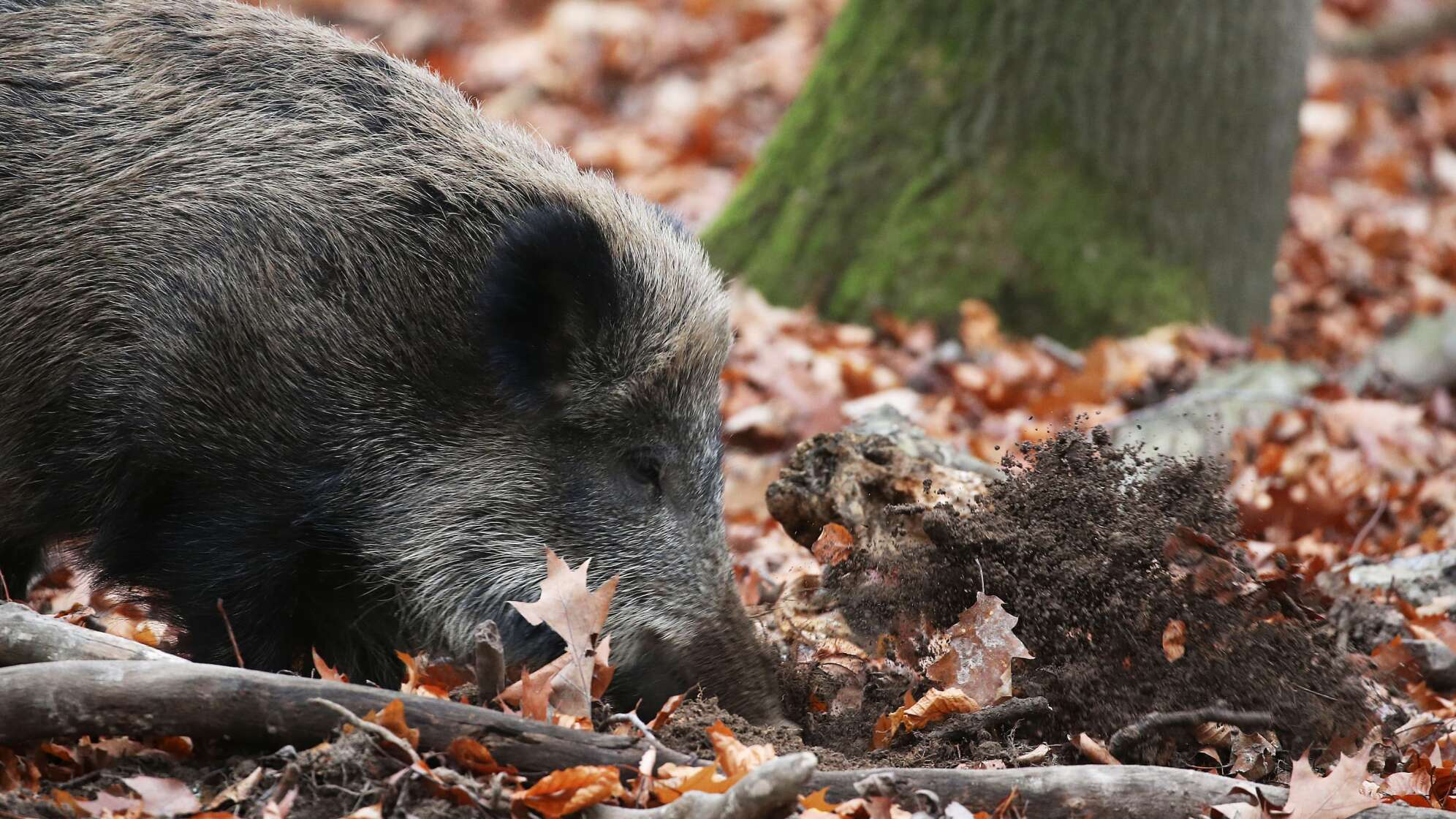 Wildschwein