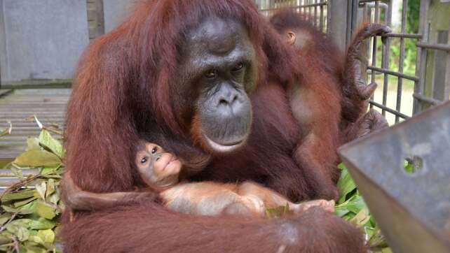 Tierische Supermama: Orang-Utan adoptiert Kind von Freundin