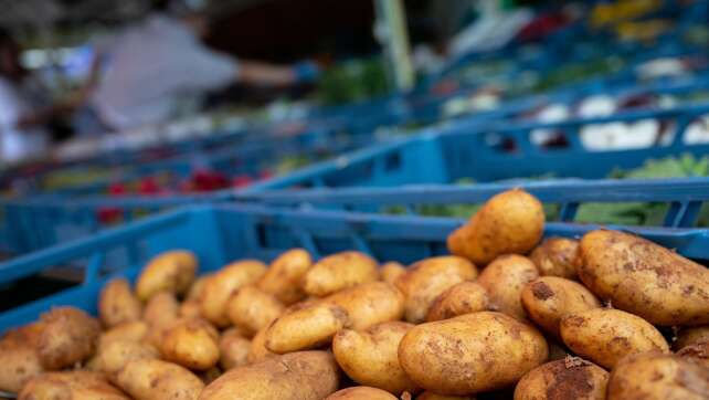 Kartoffelanbauer erwarten durchschnittliche Erträge