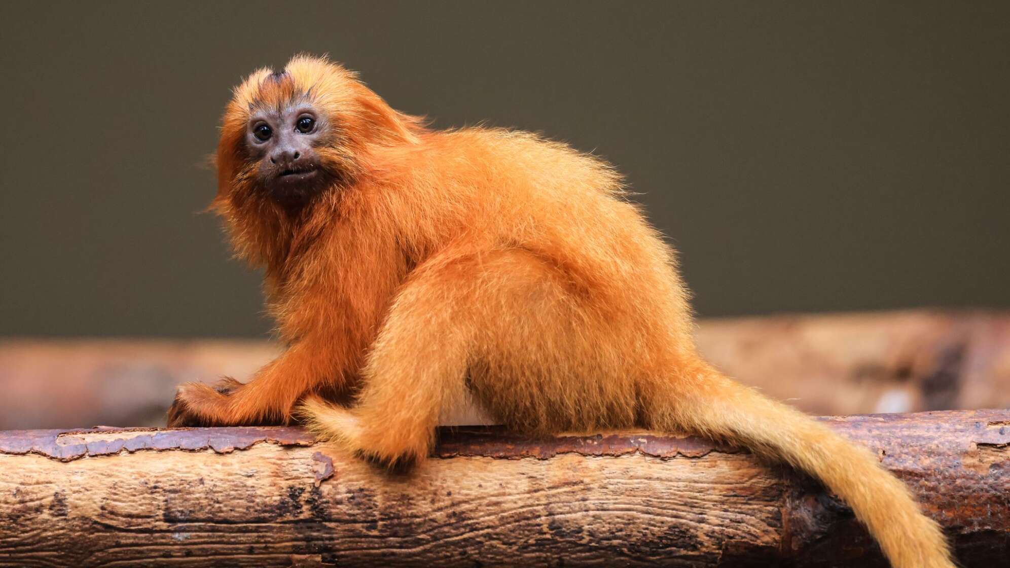 Löwenäffchen im Zoo in Köln