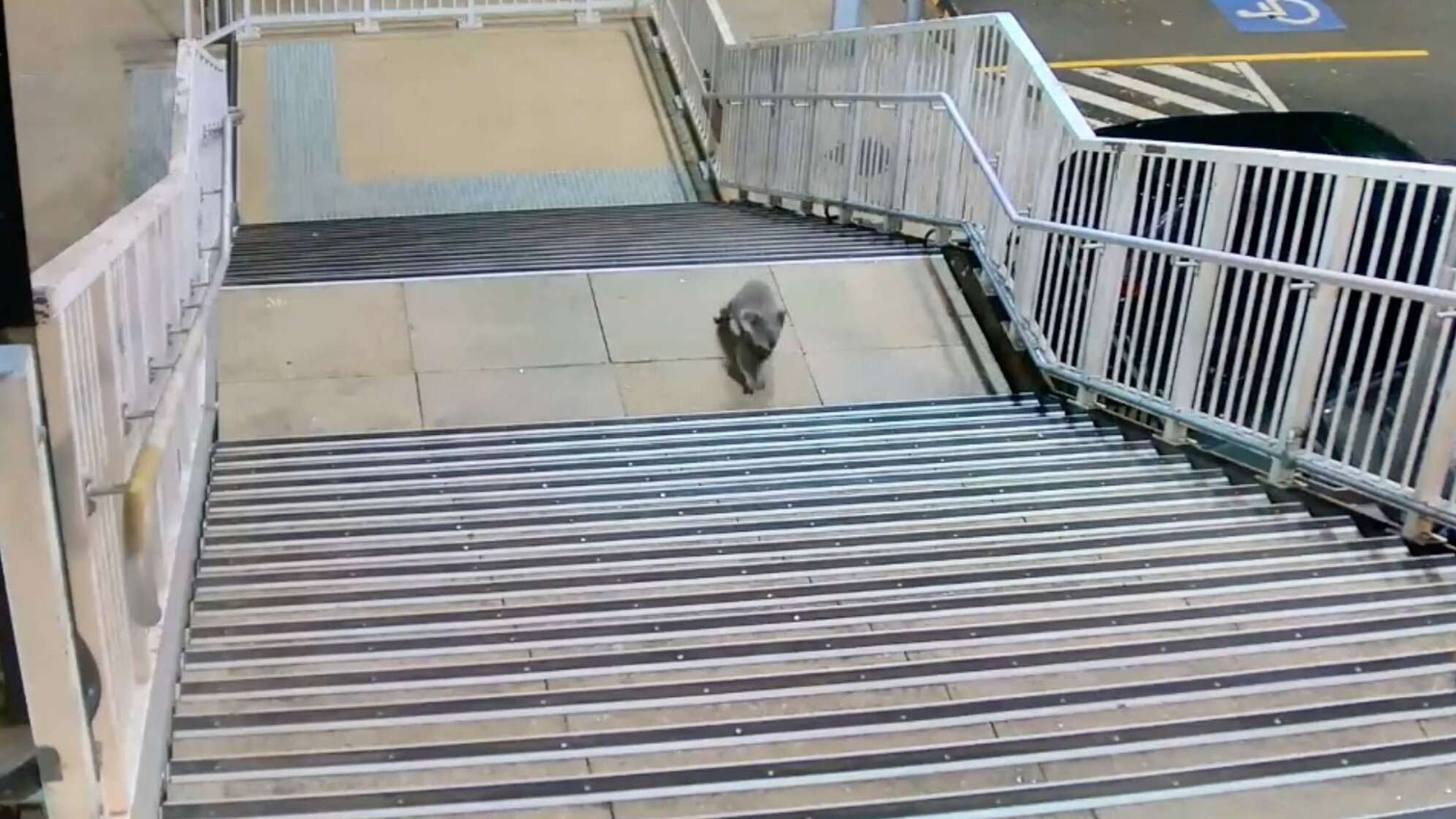 Koala besucht Bahnhof bei Sydney