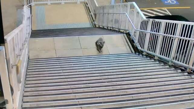 Flauschiger Pendler: Koala erkundet Bahnhof in Sydney