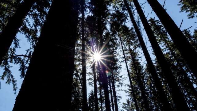 Waldbesitzerverbände: Waldumbau ist Mehrgenerationen-Projekt