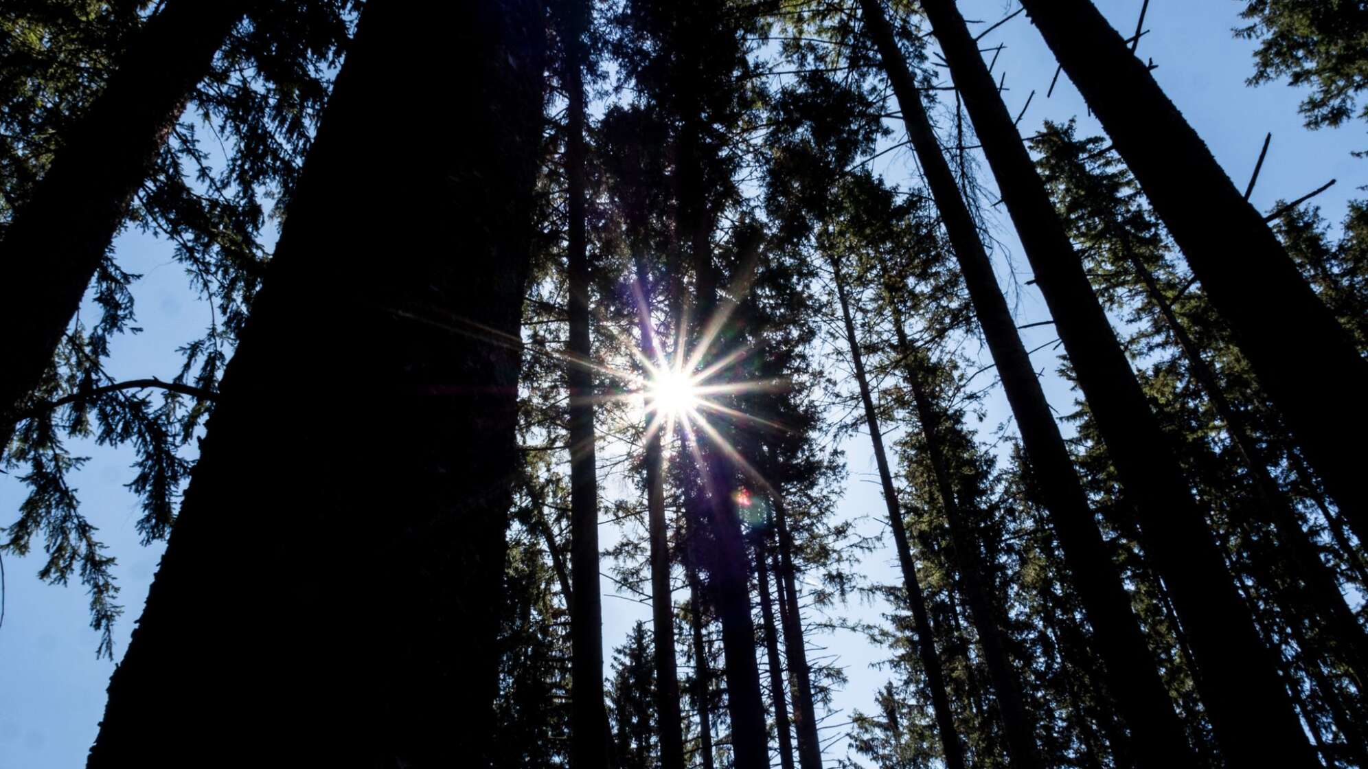 Wald bei blauem Himmel und Sonnenschein